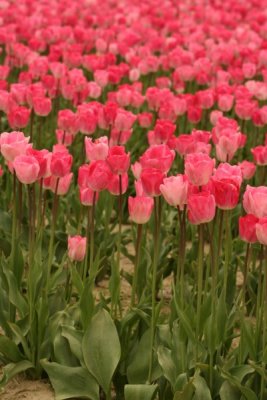 Tulip Visit 2009 244-.jpg
