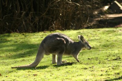 Woodland Park Zoo -014.jpg