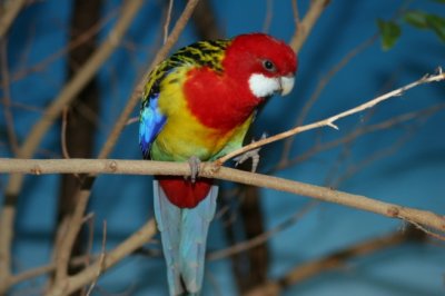 Woodland Park Zoo -017.jpg