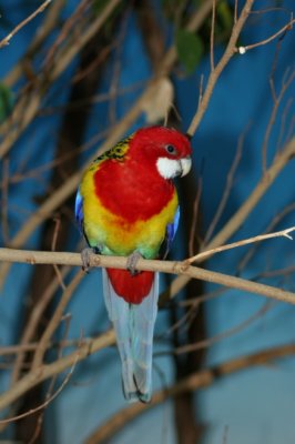 Woodland Park Zoo -018.jpg