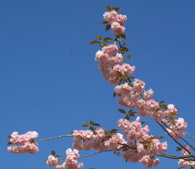 cherry blossoms #2