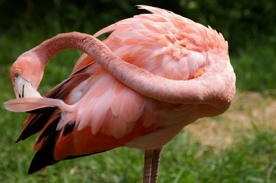 Flamingo (Robin Bennett, 3 points)