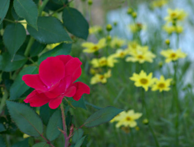 A Flower Patch