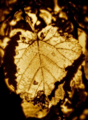 Autumn Leaf with Shadow