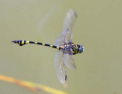 air dragon