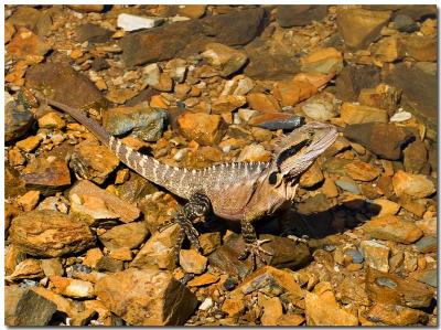 water dragon