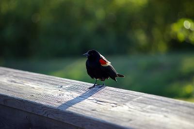 red-winged blackbird