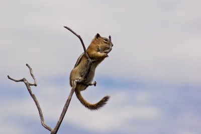 11. Ground Squirrel