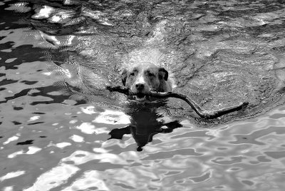 ........... a good stick......and water!