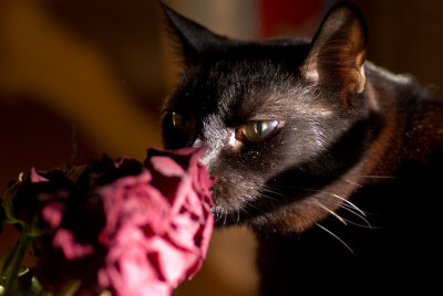 Stop and Sniff the Flowers