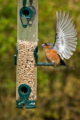 Chaffinch at the feeder