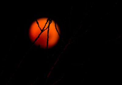 Apricot tree eclipse