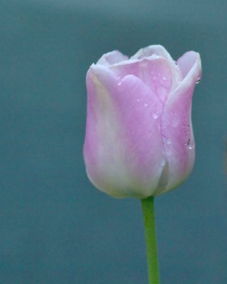 Tulip in the Rain