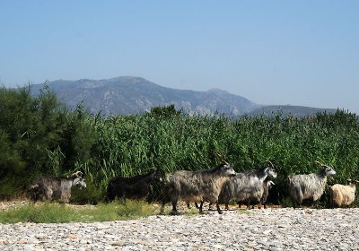 Samos
