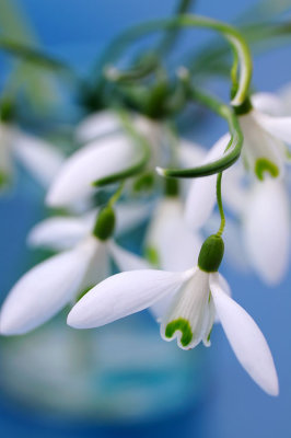 Snowdrops