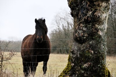 Bourgogne