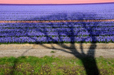 keukenhof