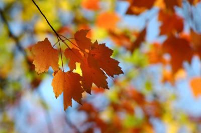 Maple in autumn colors