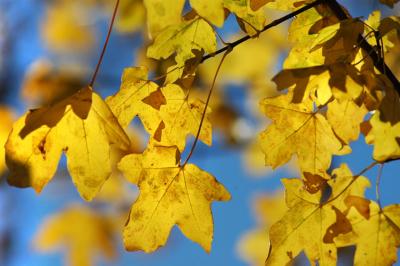 Maple in autumn colors