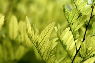 Light-green leaves