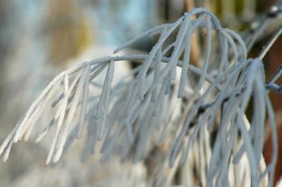 Frozen grass