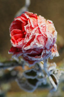 Frozen rose