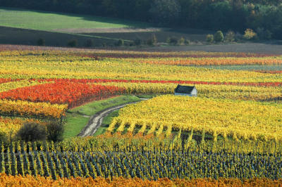  Vineyards in autumn colors