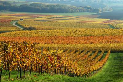 Vineyards in autumn colors.