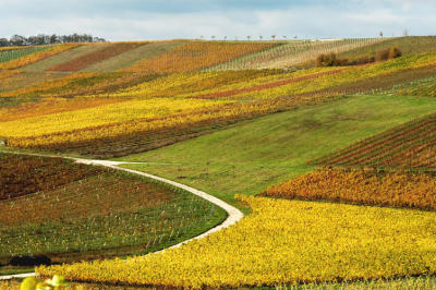 Vineyards in autumn colors.