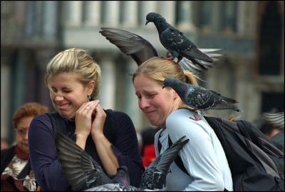 Love and Pigeons of San Marco, Venice