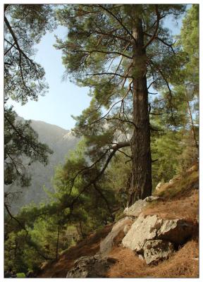 Samaria gorge,  Crete