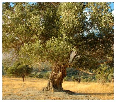 Olive tree, Crete