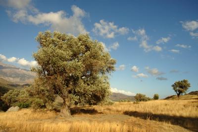 Olive tree, Crete