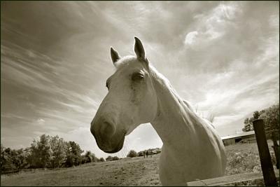 White Horse
