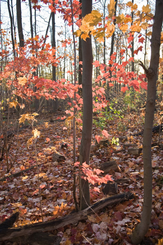 _MG_0626.jpg