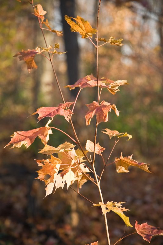 _MG_0635.jpg