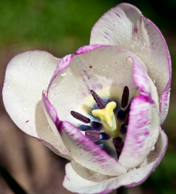 Tulip