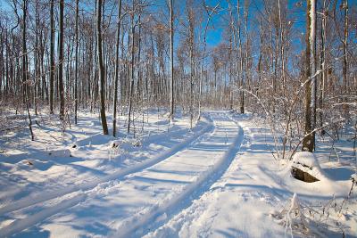 Oakville Wood Tracks.jpg