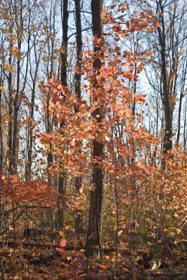 _MG_0636.jpg