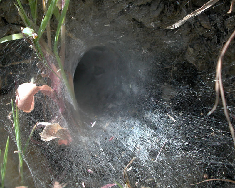 Tarantula Silk