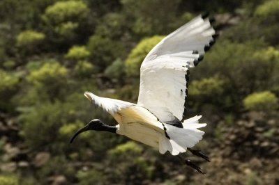 Sacred ibis