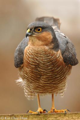 Sparrowhawk (Accipiter nisus)