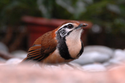 D2A_0093.jpg
