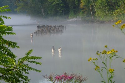 Trout Fishing on the Clinch River