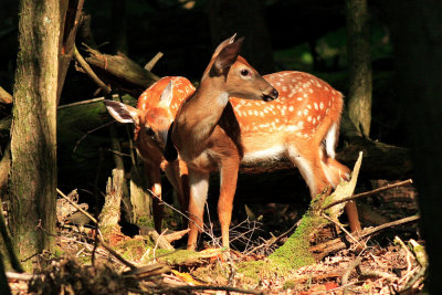 In Cades Cove this morning.