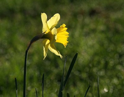 Yesterdays Daffodil
