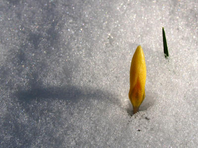 g3/02/415102/3/56253715.IMG_7509cropeditir.jpg