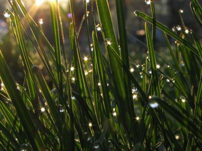 Morning dew...take 1