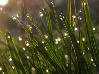 Morning dew...take 2