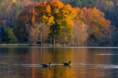 Fall on Cove Lake II